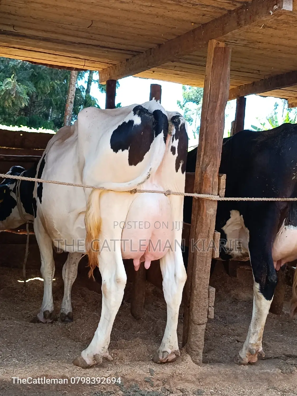 Holstein Friesian for Sale in Githunguri