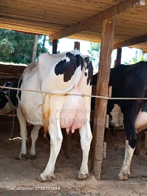 Holstein Friesian for Sale in Githunguri
