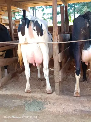 Holstein Friesian for Sale in Githunguri