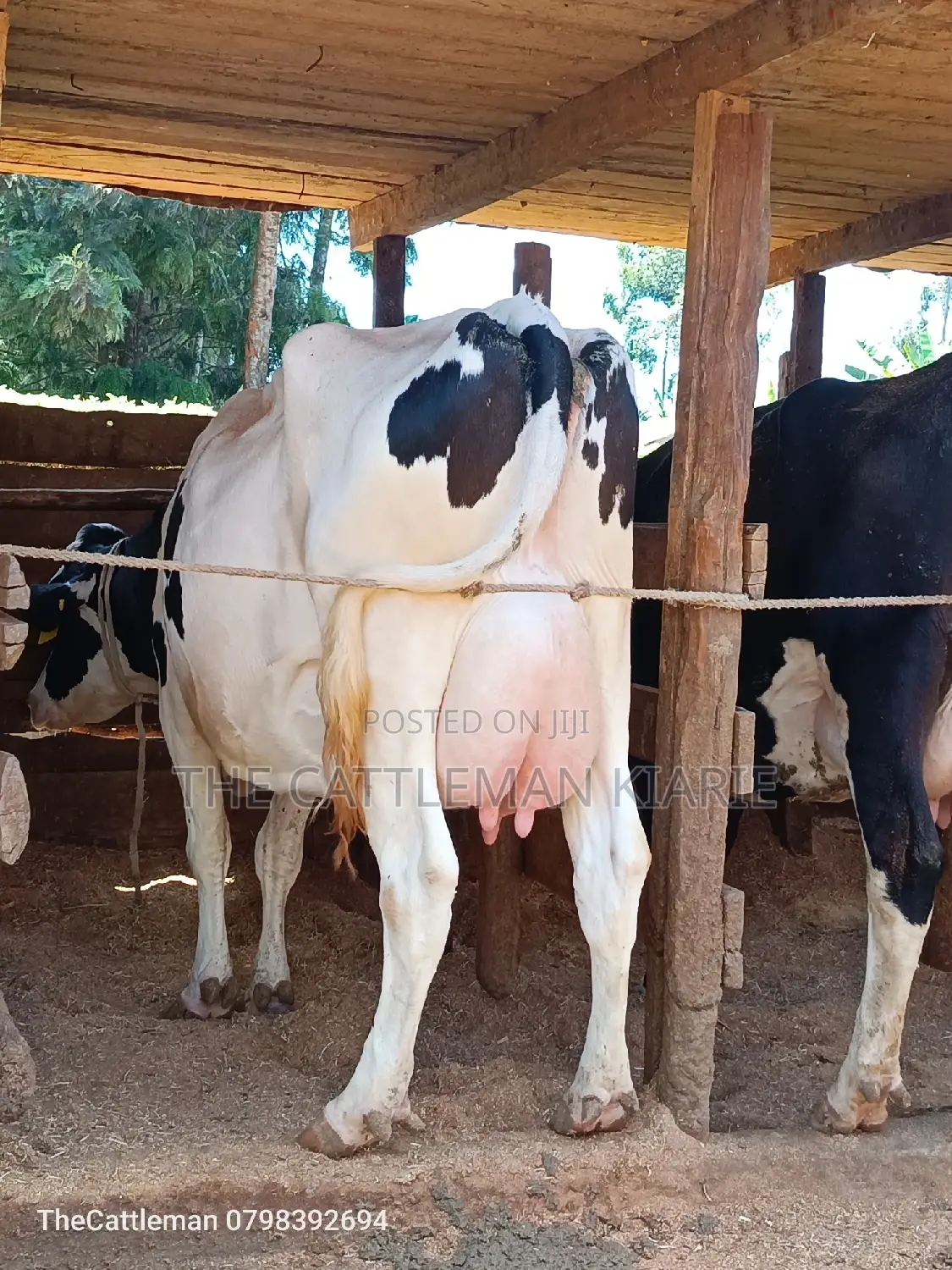 Holstein Friesian for Sale in Githunguri