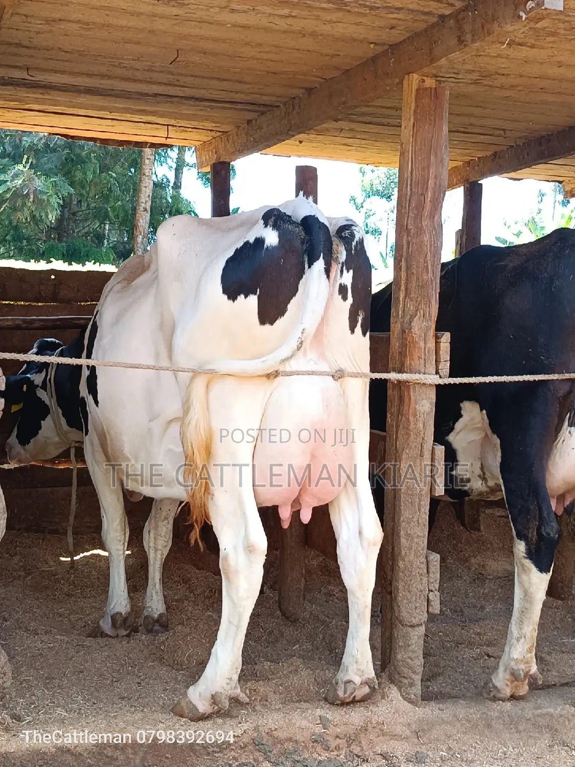 Holstein Friesian for Sale in Githunguri