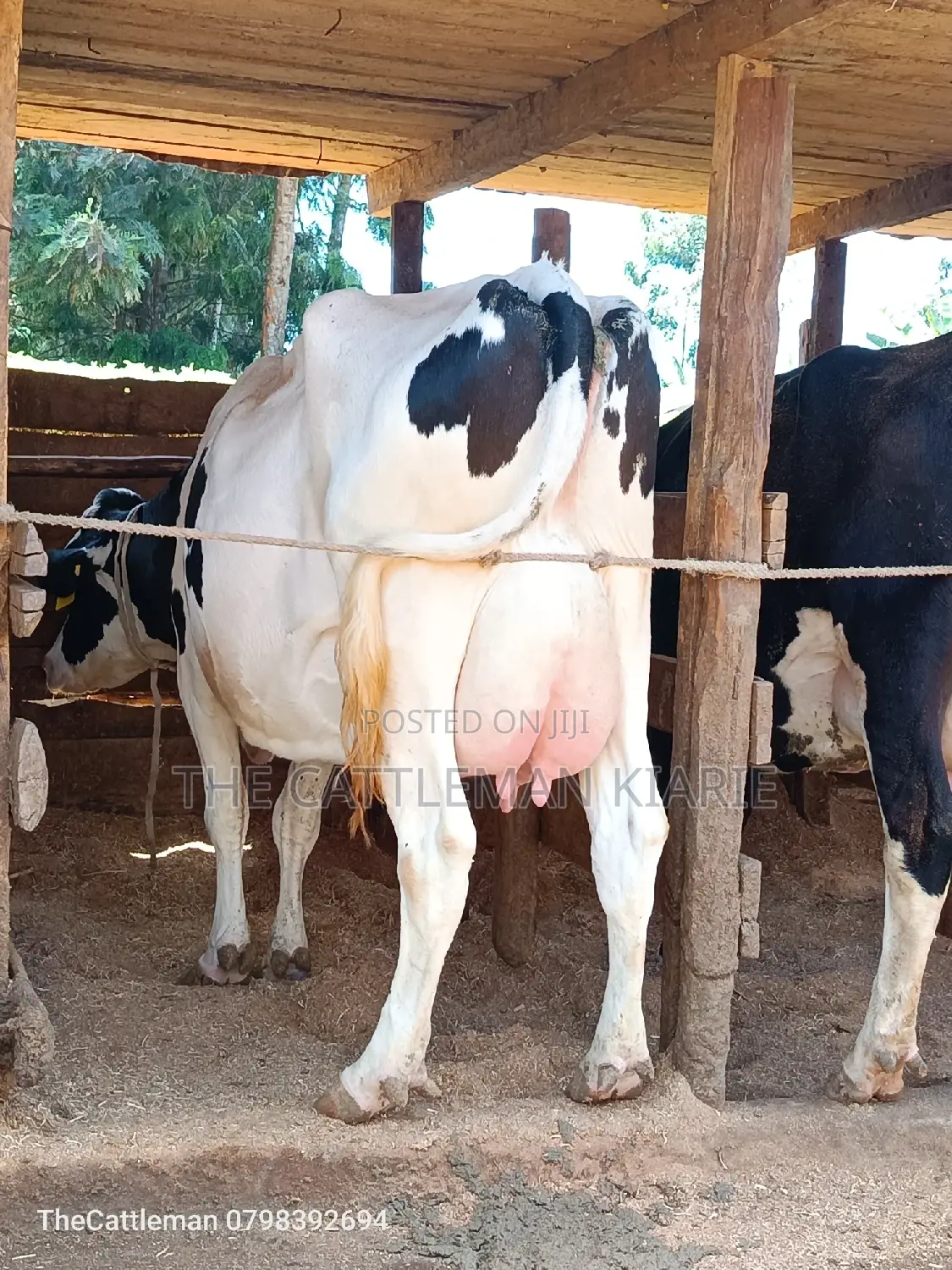 Holstein Friesian for Sale in Githunguri