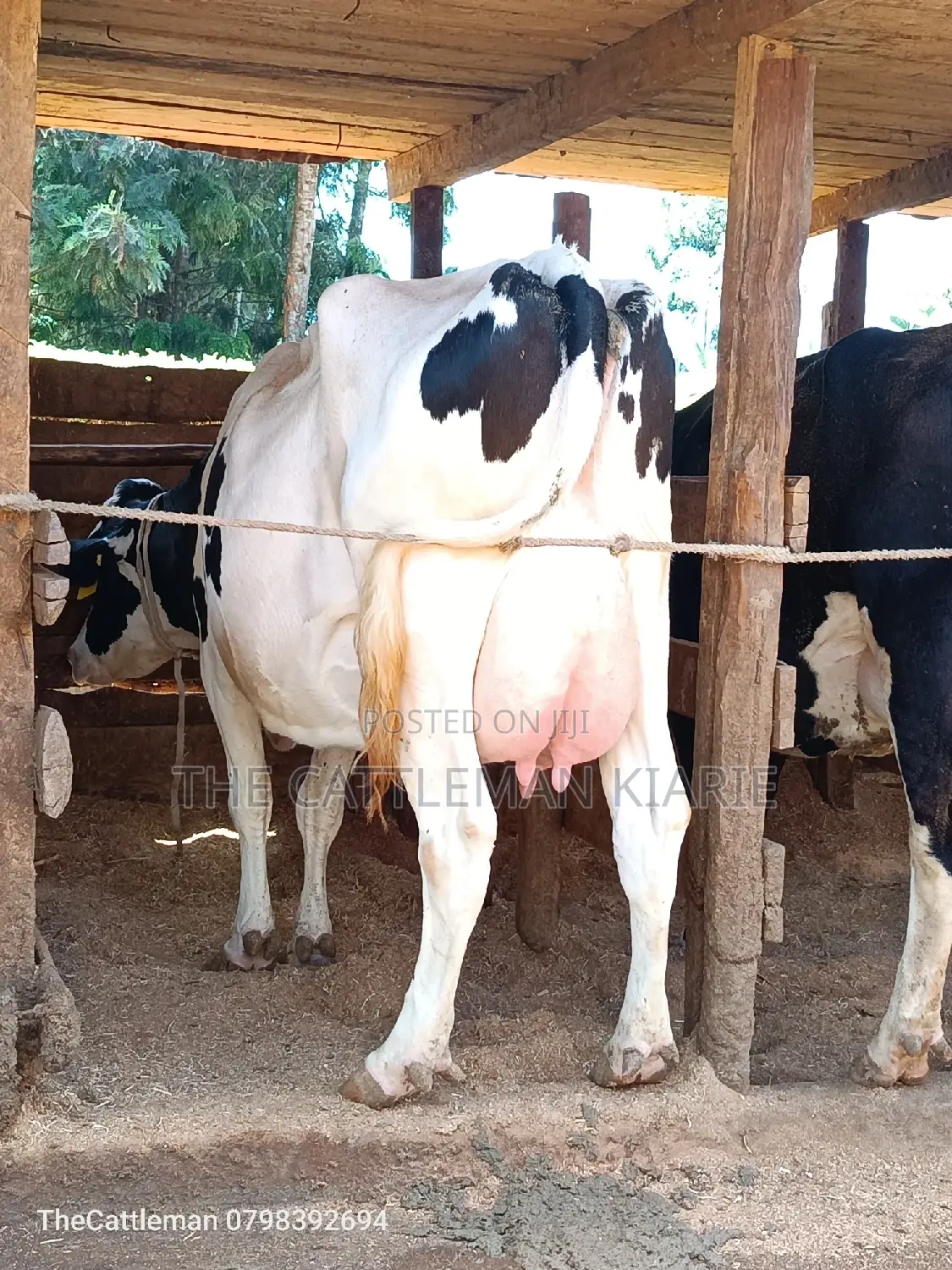 Holstein Friesian for Sale in Githunguri