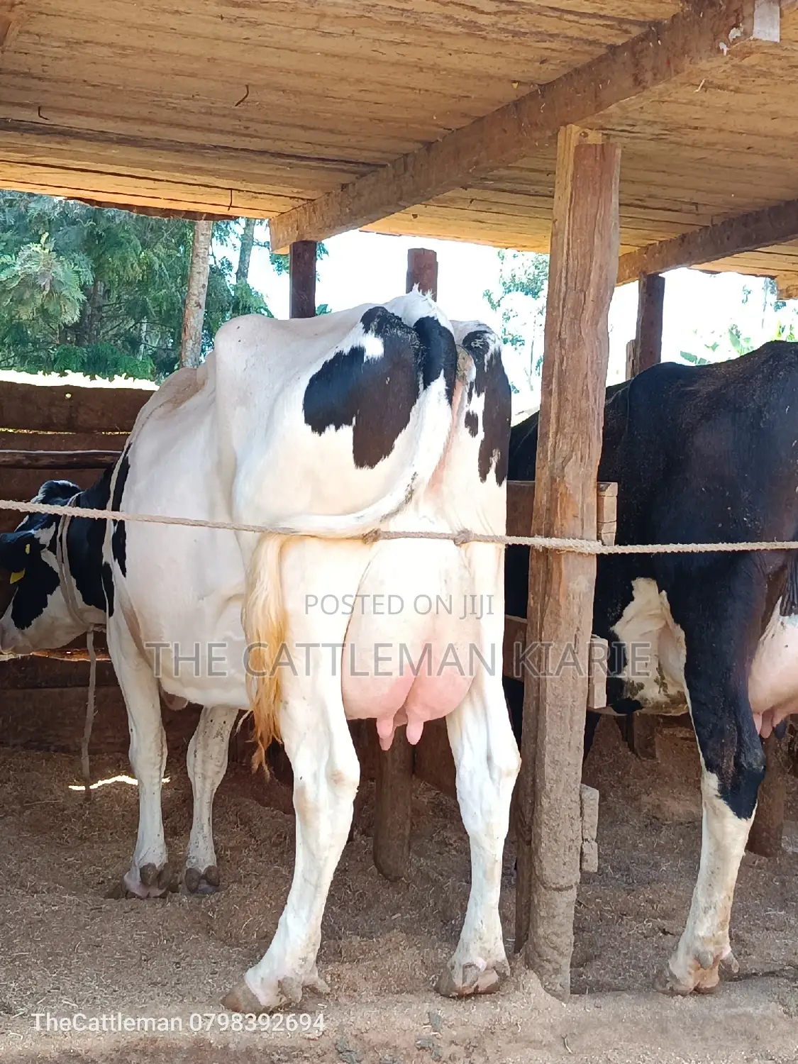Holstein Friesian for Sale in Githunguri