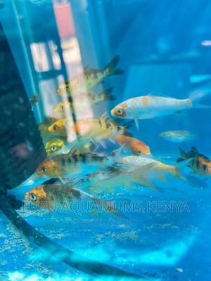 Koi Fish Beautiful - thumbnail 2