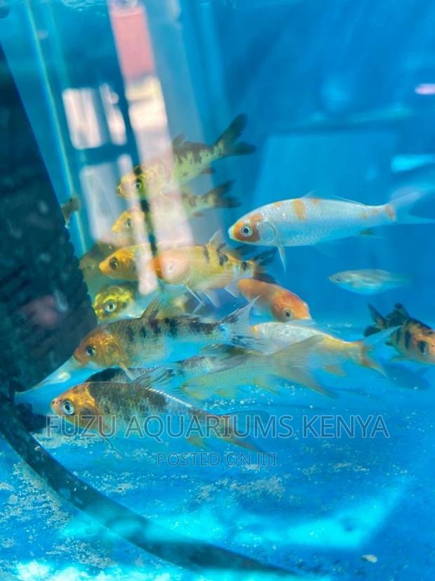 Koi Fish Beautiful - main view