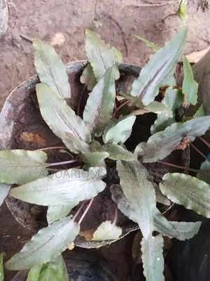Brown Crypto Aquatic Plants