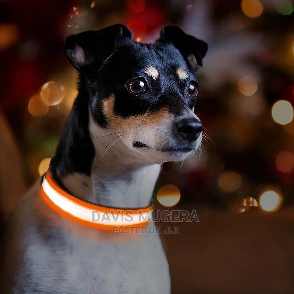 Customized LED Dog and Cat Collars USB Rechargeable - thumbnail 5