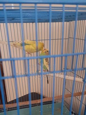 Budgise Baby Birds - thumbnail 2