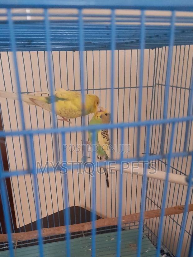 Budgise Baby Birds - main view