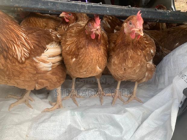 Layers Point of Lay - main view