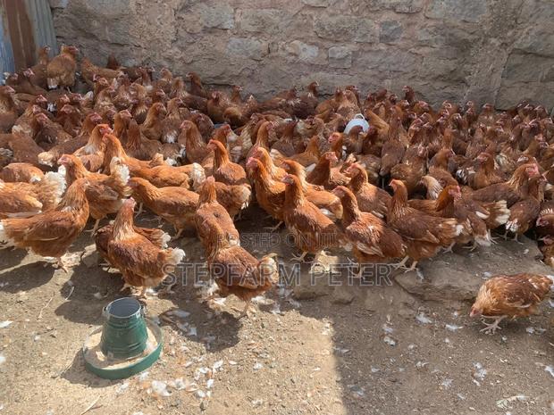 Layers Point of Lay - thumbnail 2