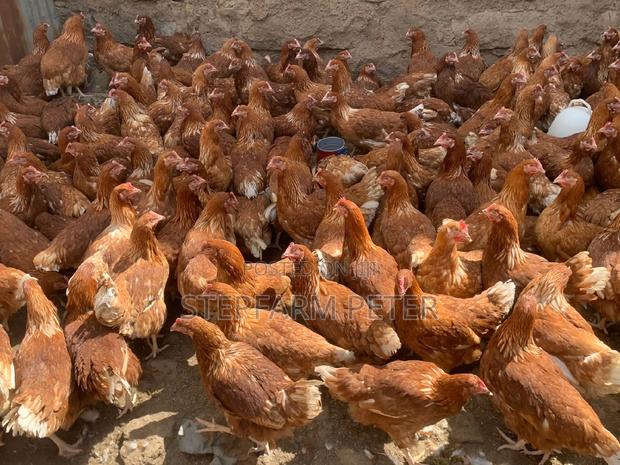 Layers Point of Lay - thumbnail 3