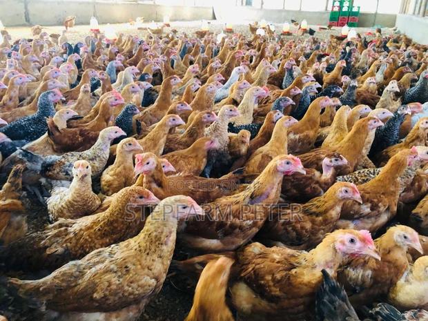 Layers Point of Lay - thumbnail 4