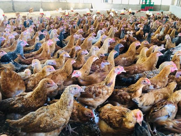 Layers Point of Lay - thumbnail 5