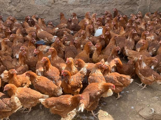 Layers Point of Lay - thumbnail 6