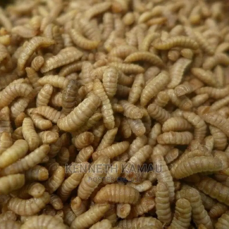Maggots,Larvae,Bsf