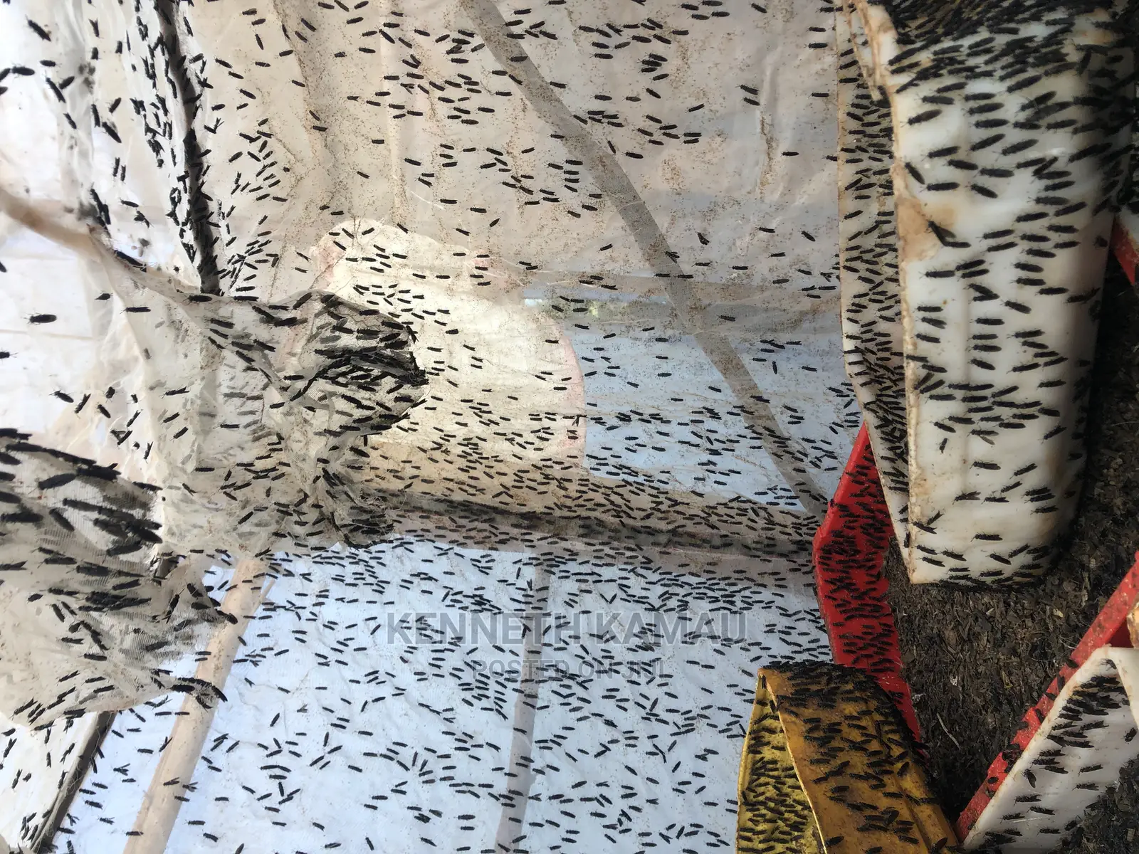 Maggots,Larvae,Bsf