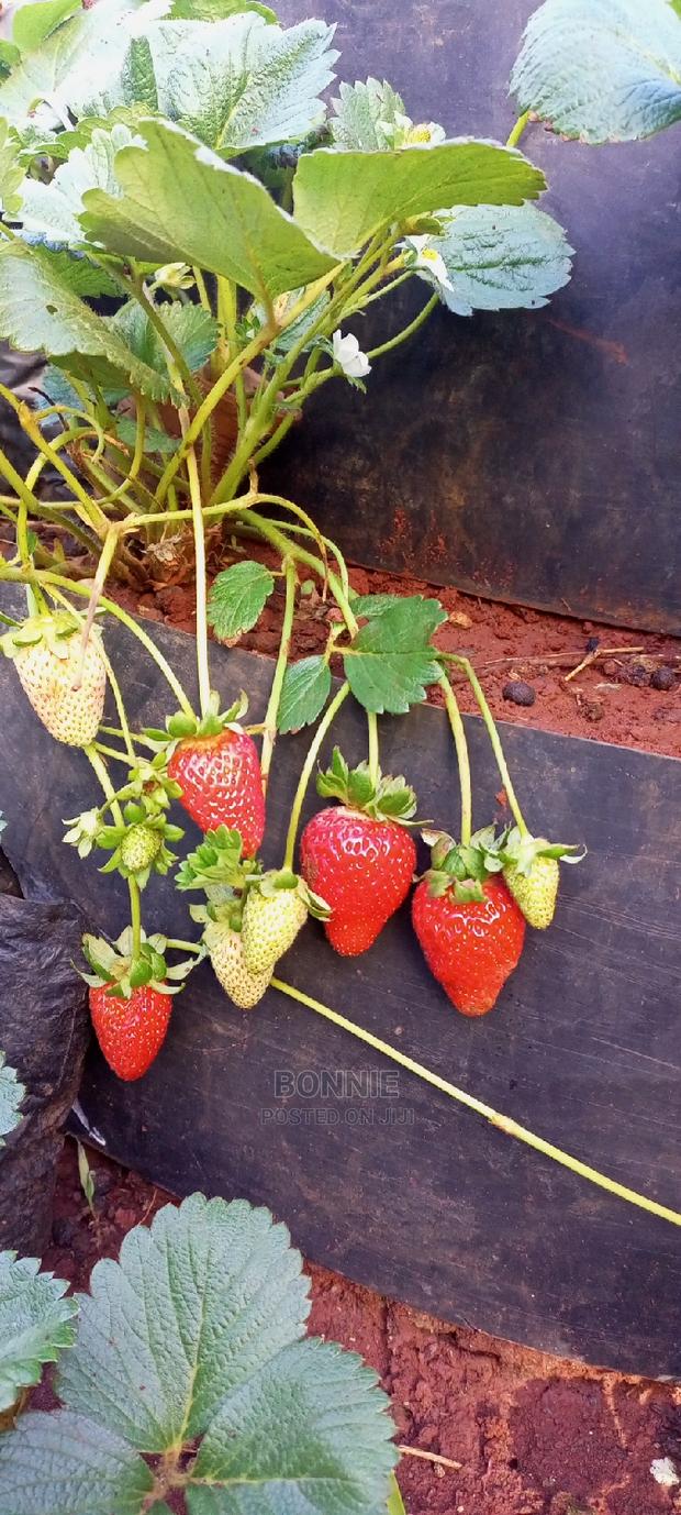 Potted San Andreas Strawberry - main view