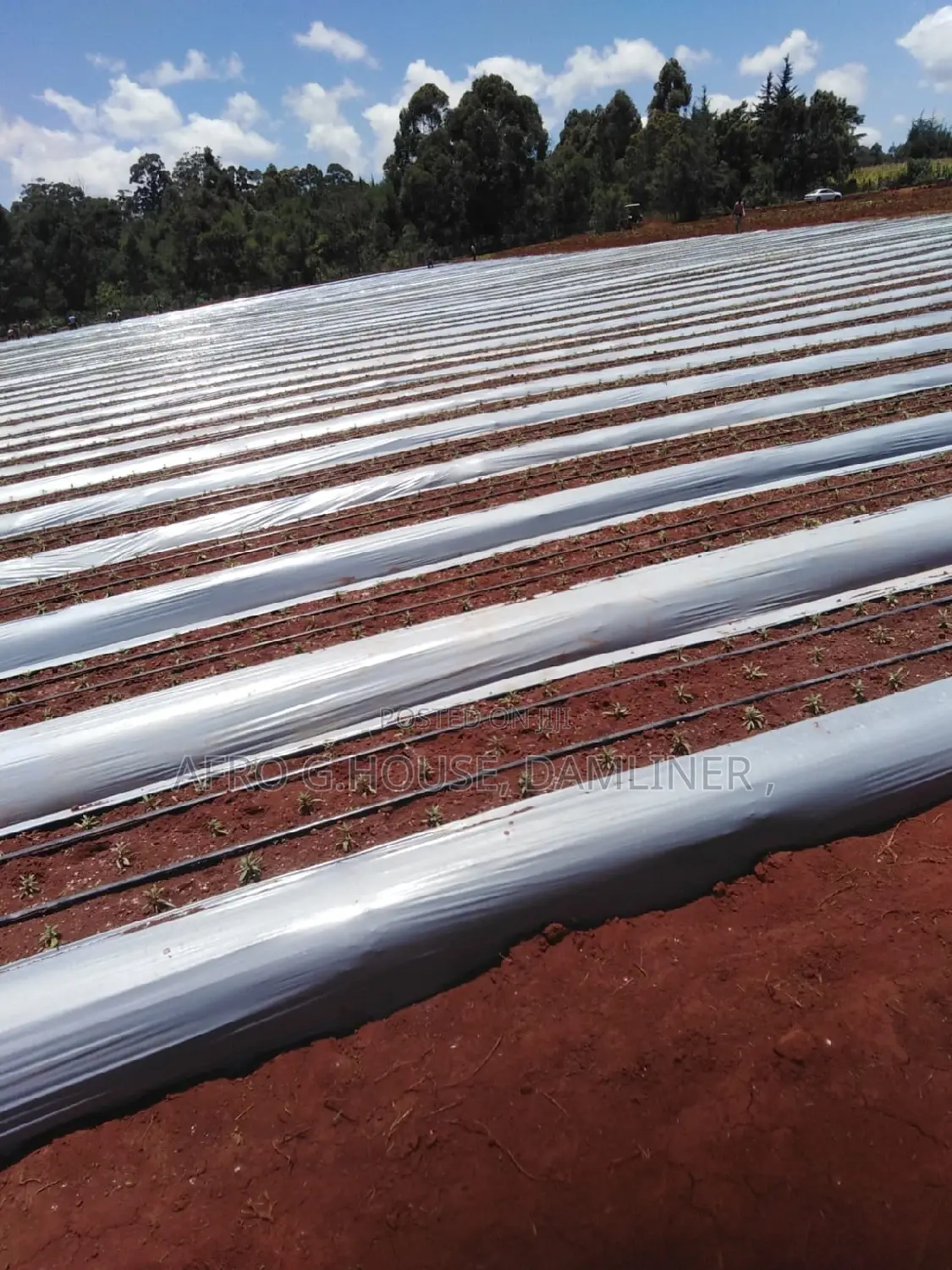 Mulch Cover Film 80mic 60mic