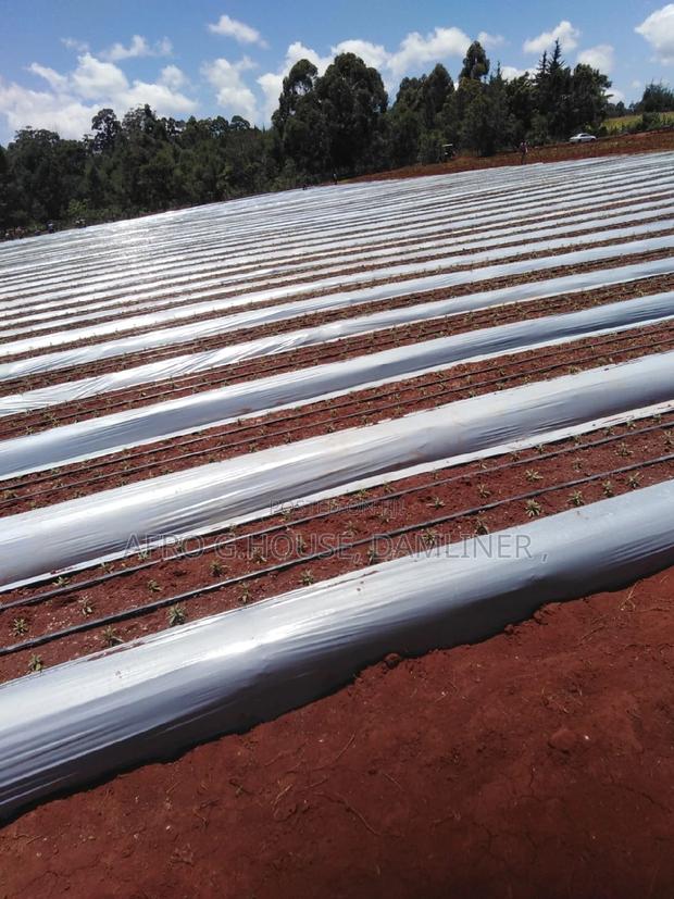 Mulch Cover Film 80mic 60mic