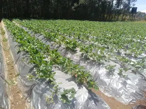 Mulch Cover Film 80mic 60mic