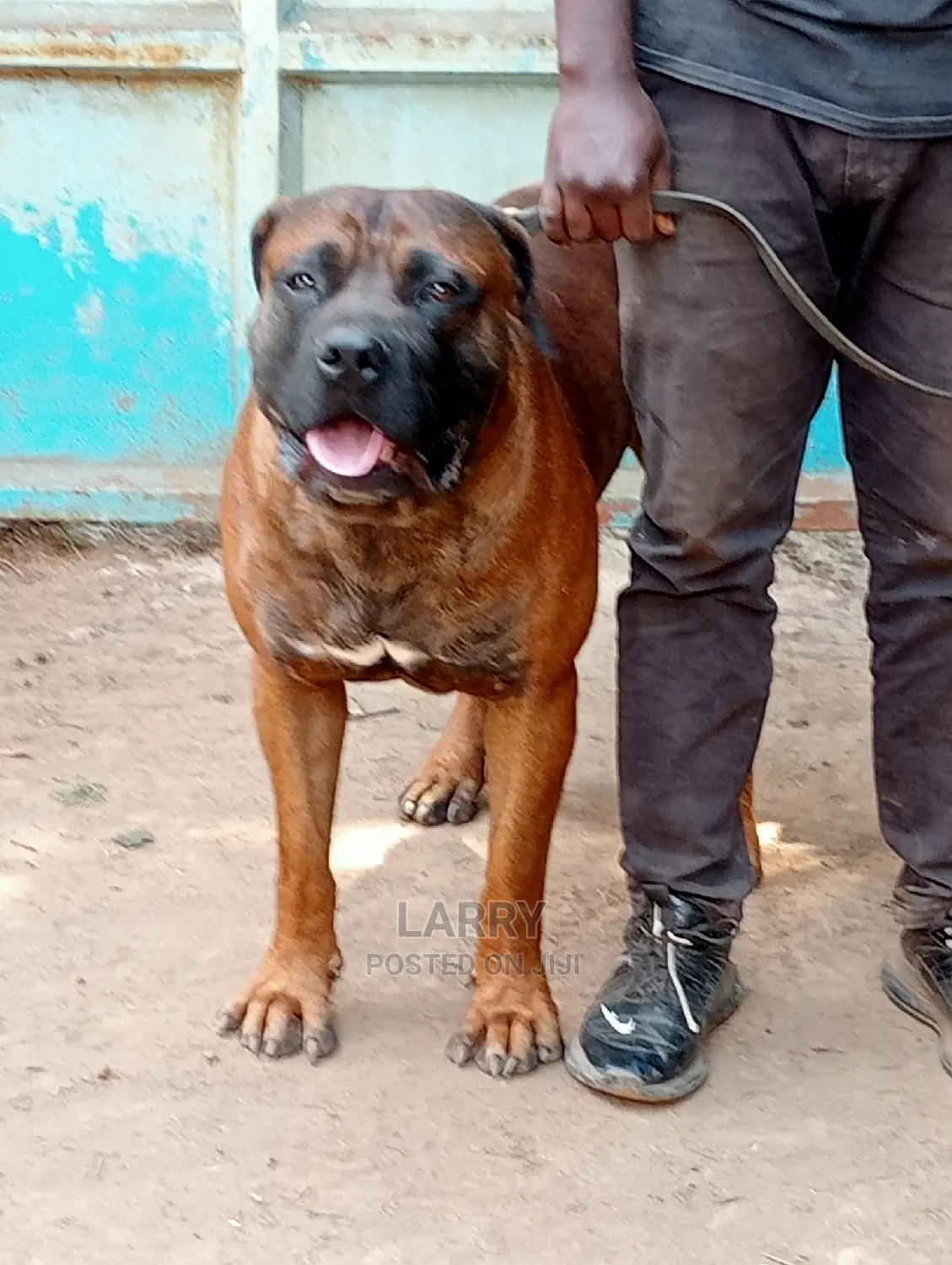 1+ year Male Purebred Boerboel