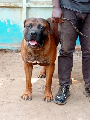 1+ year Male Purebred Boerboel - thumbnail 2