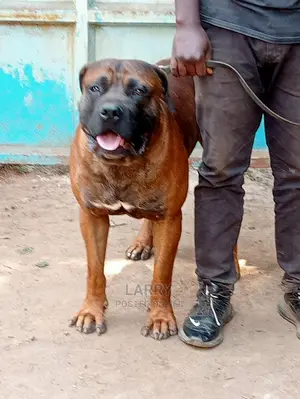 1+ year Male Purebred Boerboel