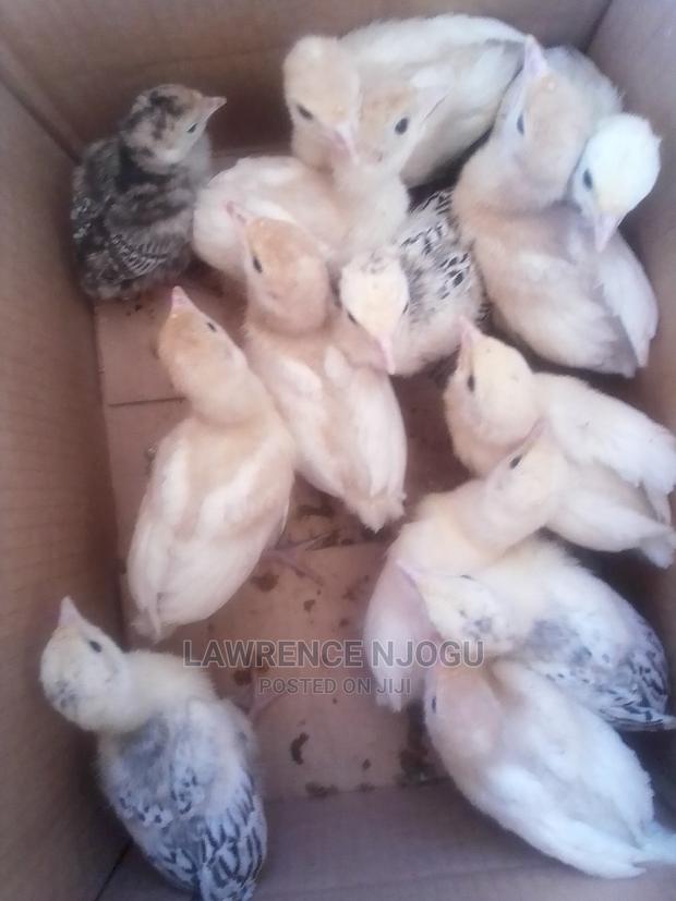 Turkey Poults - main view