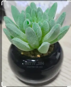 Green Flocking Artificial Succulen Upt Plant 
Home Garden