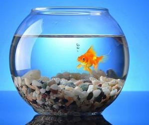 Fish Bowl With Goldfish - thumbnail 2