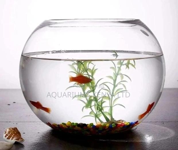 Aquarium Fishbowl With Plant and Fish