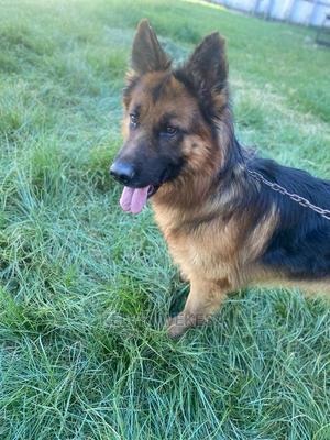 1+ year Male Purebred German Shepherd - main view