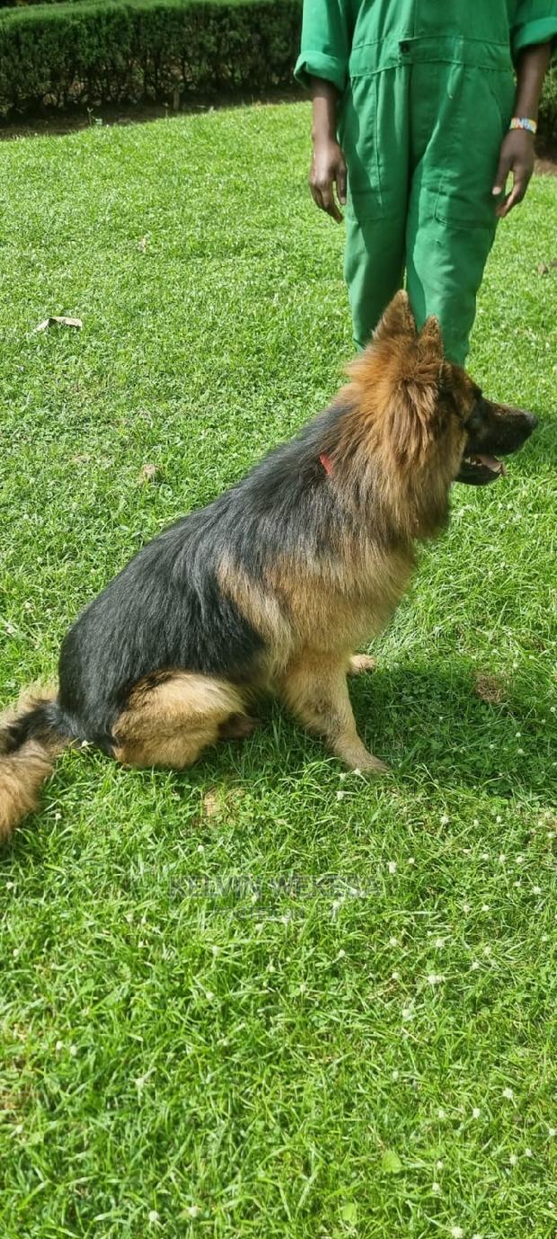 1+ year Male Purebred German Shepherd - thumbnail 5