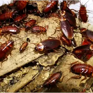 Pest Control/Fumigation Services