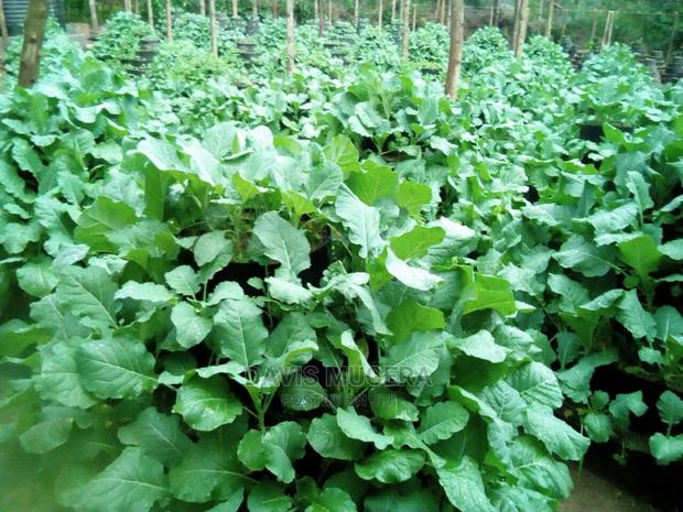 Multistorey Garden Vertical Garden Set - thumbnail 7