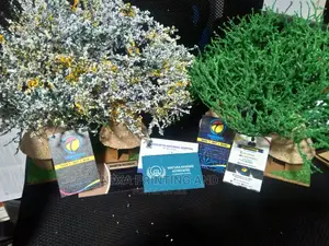 Assorted Laminated Business Cards