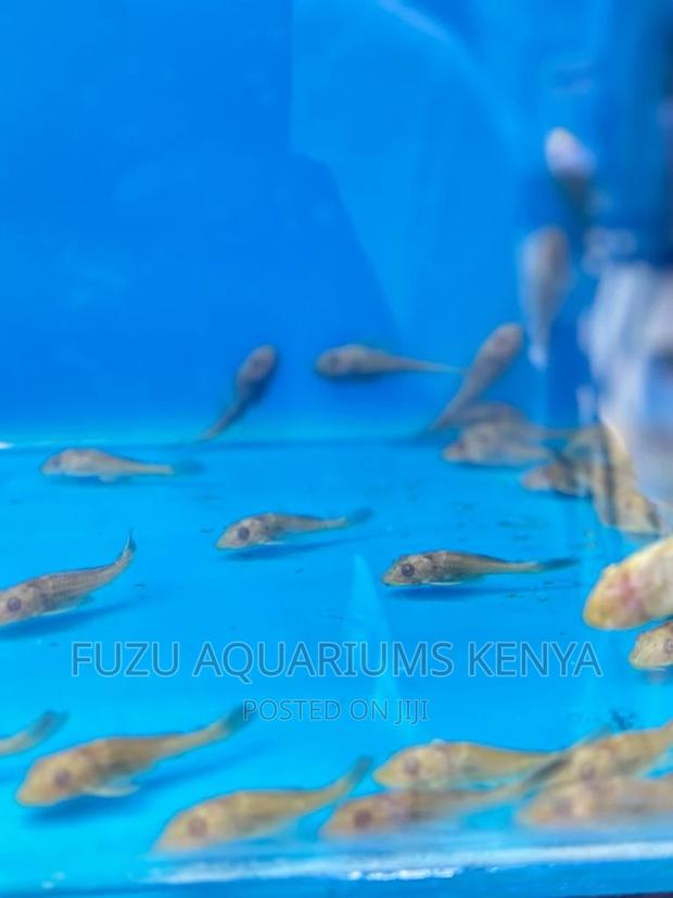 Pleco Fish - main view