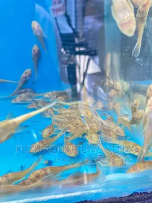 Red Belly Pleco