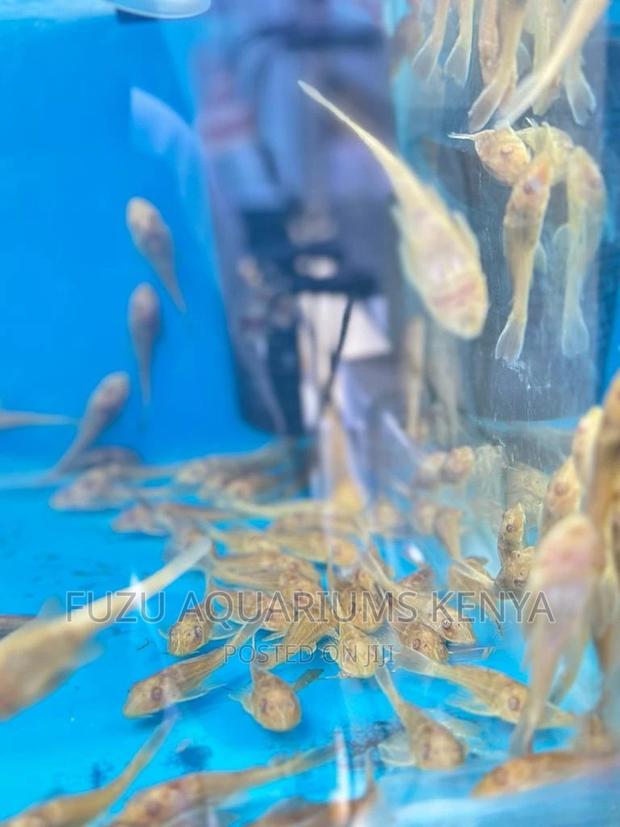 Aquarium Catfish