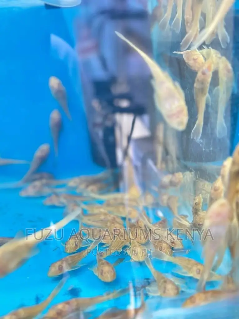 Aquarium Catfish