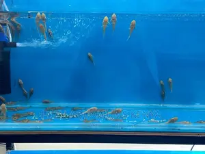 Bristlenose Pleco