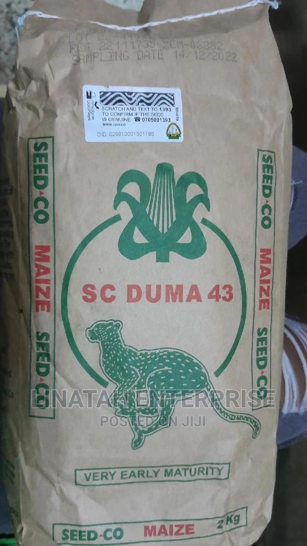 Duma 43 Maize Seeds 2kgs - thumbnail 2