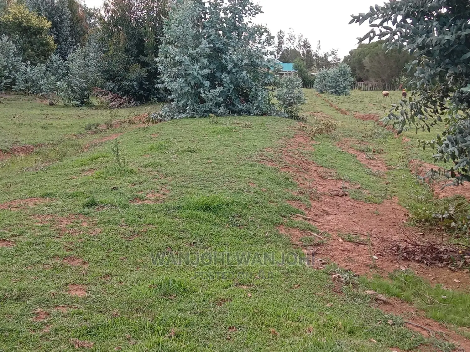 Exquisite Prime 50*100 Plots
