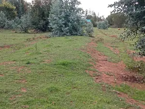 Exquisite Prime 50*100 Plots