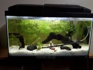 Hornwort - (Kabomba)