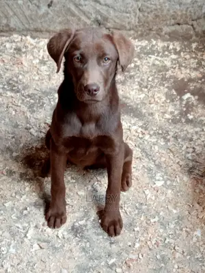 1-3 months Female Purebred Labrador Retriever