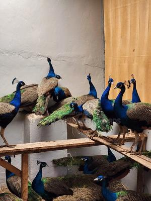 Peacock/ Tausi - thumbnail 2