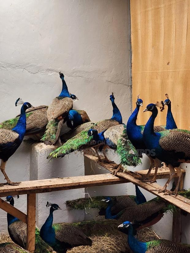 Peacock/ Tausi - main view